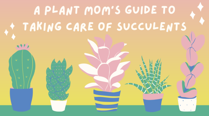 A Plant Mom’s Guide to Taking Care of Succulents